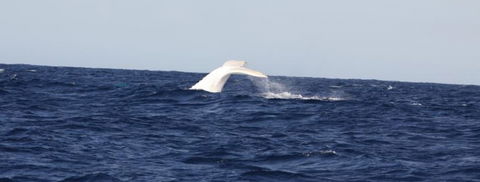 Australian Whale Watching - Accommodation Perth 0