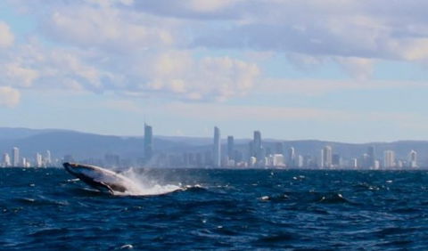 Australian Whale Watching - Accommodation Perth 1
