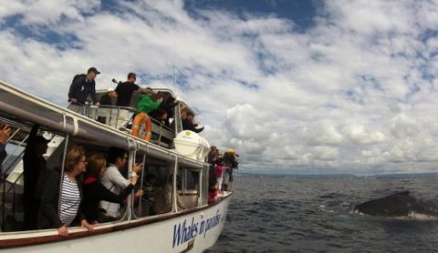 Australian Whale Watching - Accommodation Perth 2