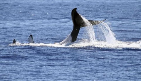 Australian Whale Watching - Accommodation Perth 3