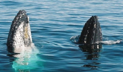 Australian Whale Watching - Accommodation Perth 4