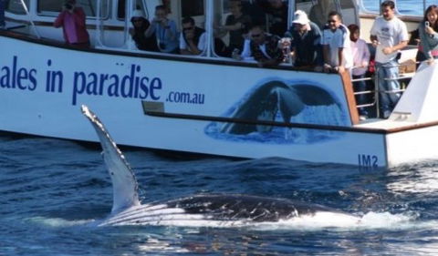 Australian Whale Watching - Accommodation Perth 5