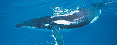 Australian Whale Watching - Accommodation Perth 6