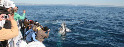 Australian Whale Watching - Accommodation Perth 7