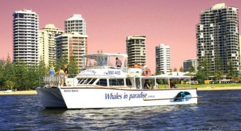 Australian Whale Watching - Accommodation Perth 8