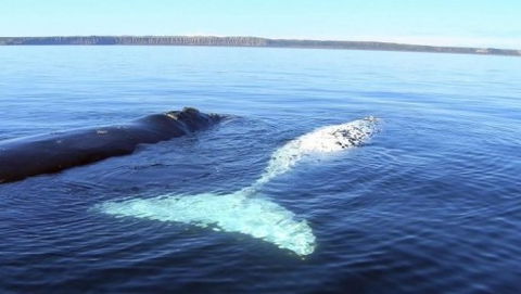 Australian Whale Watching - Accommodation Perth 9