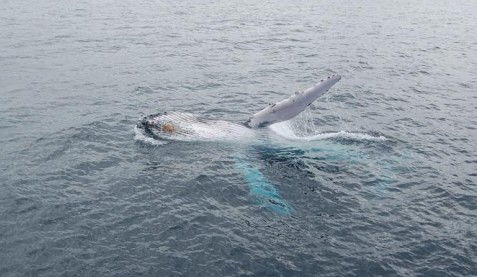 Australian Whale Watching - Accommodation Perth 10