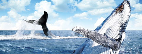 Australian Whale Watching - Accommodation Perth 11