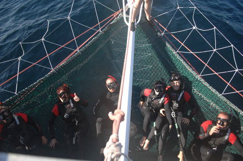 Dolphin Swim Australia - Accommodation Perth 4