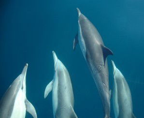 Dolphin Swim Australia - Accommodation Perth 6