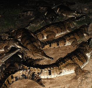 Cairns Night Zoo - Accommodation Perth 3