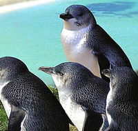 Rockingham Wild Encounters - Accommodation Perth