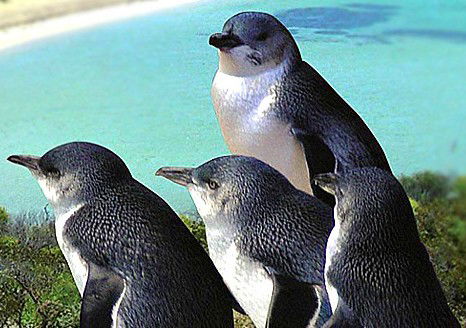 Rockingham Wild Encounters - Accommodation Perth 0