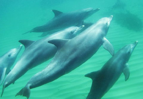 Rockingham Wild Encounters - Accommodation Perth 4