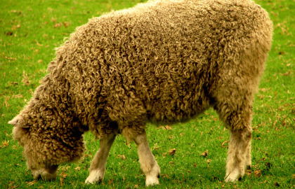 Collingwood Children's Farm - Accommodation Perth 3