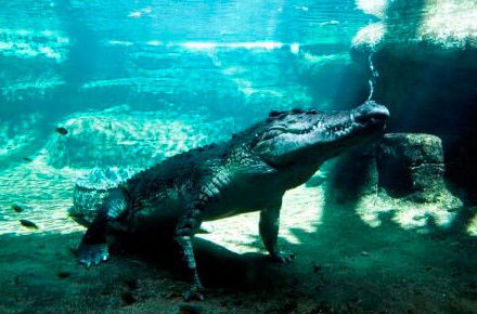 WILD LIFE Sydney Zoo - Accommodation Perth 0