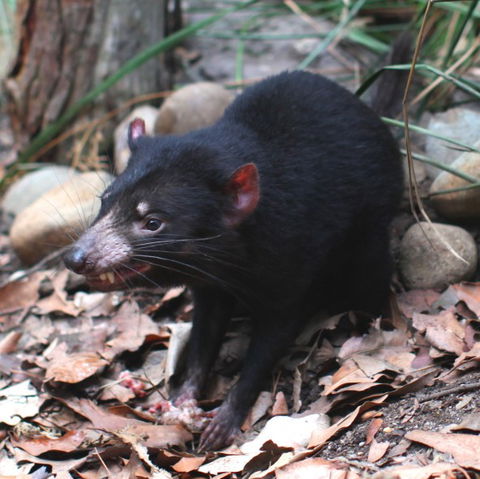 WILD LIFE Sydney Zoo - Accommodation Perth 5