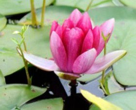 The Lotus Day Spa And Retreat - Accommodation Perth 0