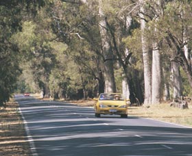 Ludlow Tuart Forest - Accommodation Perth 0
