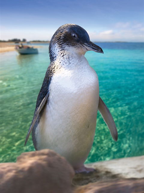 Penguin Island - Accommodation Perth 0