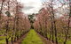 Raeburn Orchards - thumb 0