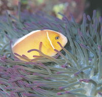 Rowley Shoals - Accommodation Perth