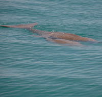 Dugongs - Accommodation Perth