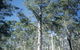 Diamond Tree Lookout Manjimup - thumb 0