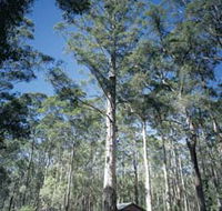 Diamond Tree Lookout Manjimup - Accommodation Perth