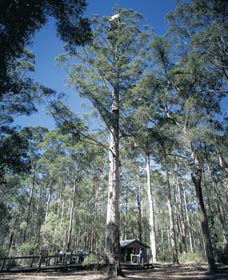 Diamond Tree Lookout Manjimup - Accommodation Perth 0