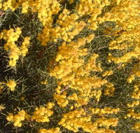 Dalwallinu Remnant Bushland - Accommodation Perth
