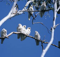 Carawine Gorge - Accommodation Perth