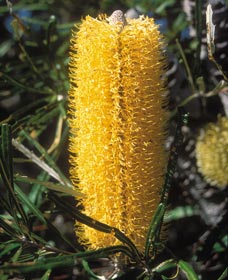 Moore River National Park - Accommodation Perth 0