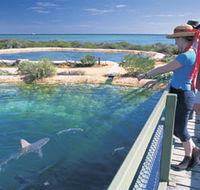 Shark Bay Marine Park - Accommodation Perth