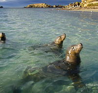 Shoalwater Islands Marine Park - Accommodation Perth