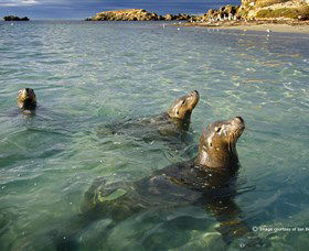 Shoalwater Islands Marine Park - Accommodation Perth 0