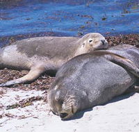 Carnac Island - Accommodation Perth