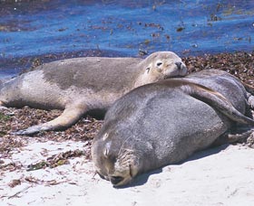 Carnac Island - Accommodation Perth 0