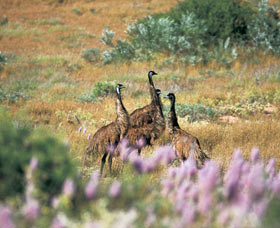 Jurabi Coastal Reserve - Perth Resorts 0