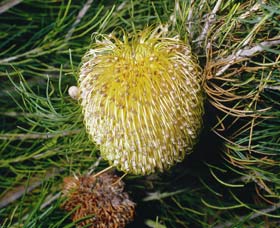 Gidgegannup WA Accommodation Perth