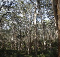 Boranup Karri Forest - Accommodation Perth