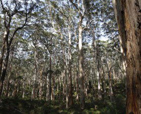 Boranup Karri Forest - Accommodation Perth 0
