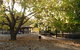Golden Valley Tree Park - thumb 1