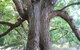Golden Valley Tree Park - thumb 2