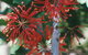 Golden Valley Tree Park - thumb 4
