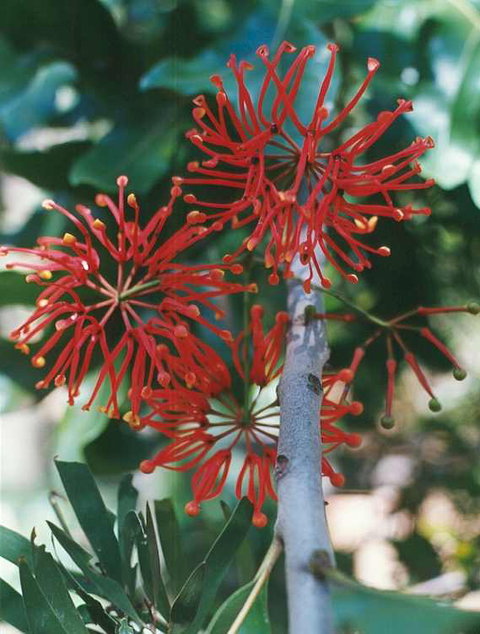 Golden Valley Tree Park - Accommodation Perth 4