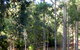 Golden Valley Tree Park - thumb 6
