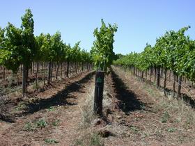 Temple Bruer Winery - Accommodation Perth 0