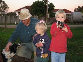 Orrie Cowie Merino And Poll Merino Stud - Accommodation Perth 0