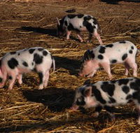 Will's Rare Breeds Farm - Accommodation Perth